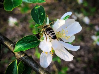 bee on a flower