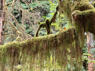 Moss covered and falling off tree branch in the Hoh rainforest