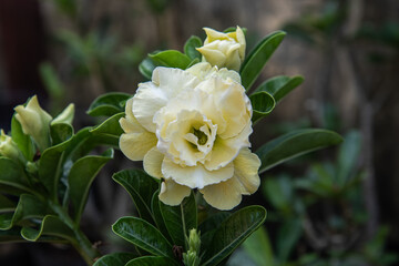 Close-up of a beautiful Adenium bloom with soft yellow petals. Perfect for botanical and nature themes. also called desert rose, in a flawless bloom. Ideal for natural beauty, floral decoration themes