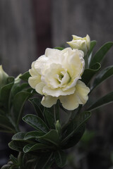 Creamy yellow Adenium flower blooming amidst lush green leaves, bringing tropical vibes to your screen. Elegant Adenium flower in full bloom, a symbol of resilience, beauty, captured in perfect detail