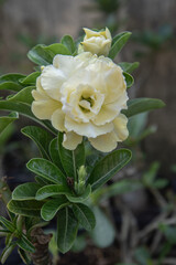 Beautiful full bloom Adenium flower with soft creamy yellow petals. Stunning close-up of a blooming Adenium, also known as desert rose, showcasing its delicate and vibrant petals. 