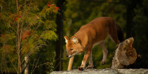The dhole (Cuon alpinus) or Asian wild dog running,