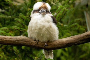 Blue-winged kookaburra, laughing kookaburra. Australia.