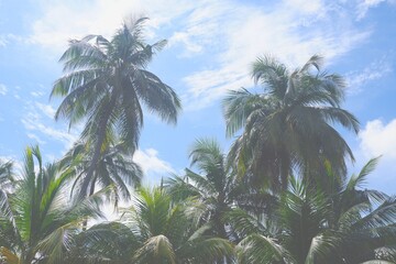 ブルースカイとヤシの木
