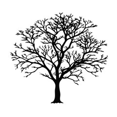 burmese-rosewood--tree-silhouette