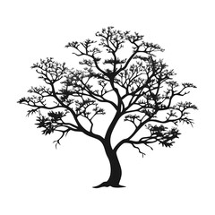 Obraz premium burmese-rosewood--tree-silhouette