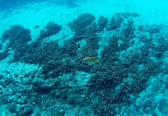 Under water picture of fish 