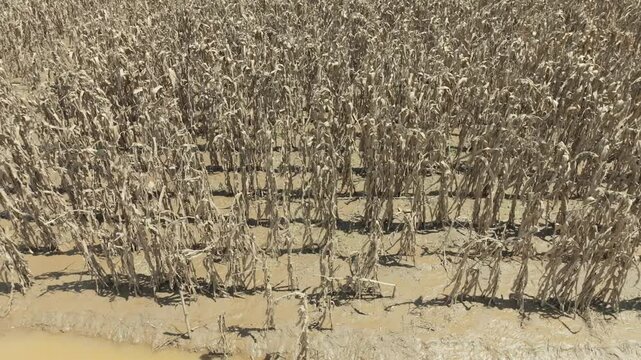 Flash flood destroys corn and vegetable crop in Southeast asia.