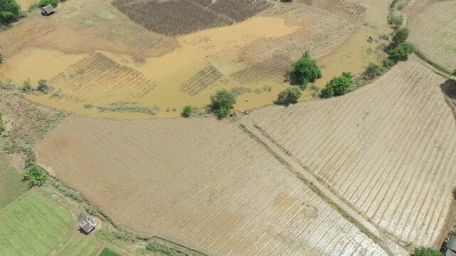 Flash flood destroys corn and vegetable crop in Southeast asia.