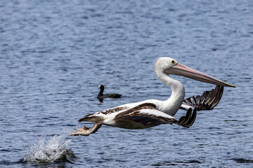 Australian Pelican lifting off from water
