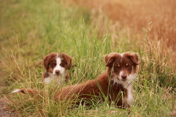 Two brown and white dogs are laying in the grass