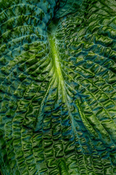 hosta leaf