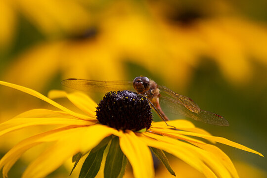 Dragonfly on yellow flower