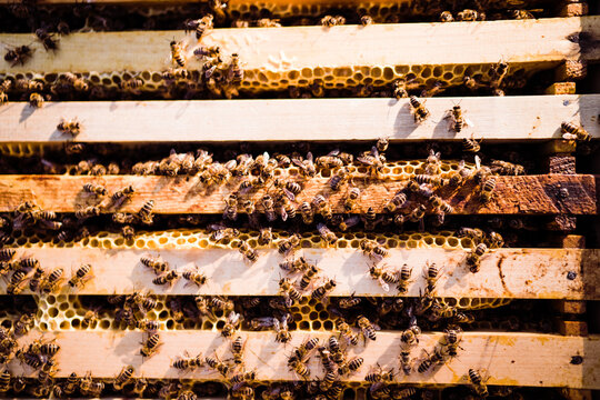 Honeycomb covered with busy bees inside a beehive