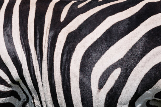 Zebra close up