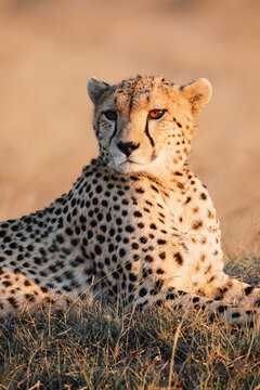 Cheetah at golden hour