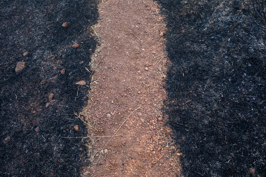 Gravel path among burnt field