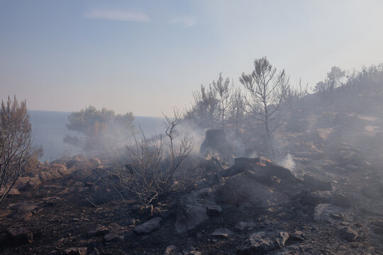 Forest damaged by fire
