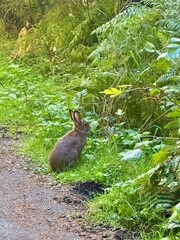 rabbit in the Olympic National Park