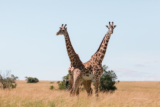Fototapeta Giraffes in the Mara