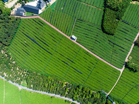 tea plantation