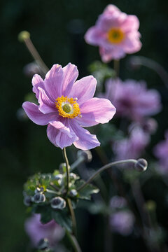 Pink Japanese Anemone