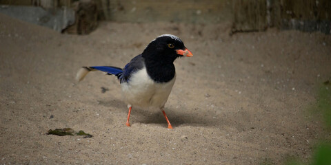Red-billed Blue Magpie (Urocissa erythroryncha)