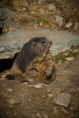 Closeup alpine marmot in the French Alps in summer. Marmota marmota.