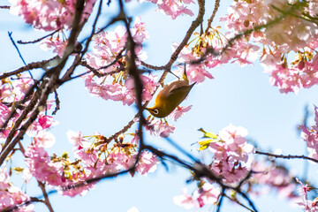 河津桜とメジロ　静岡県加茂郡河津町