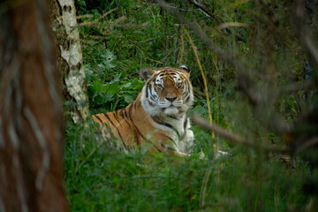 Siberian tiger, also known as the Amur tiger