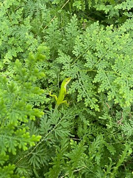 Green anole lizard in dense foliage