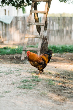 Brown rooster standing proudly in farmyard area