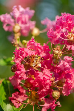 crape myrtle flowe