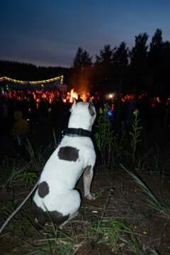 White Dog Watching Bonfire Big Festival