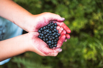 blueberries in colorful hands