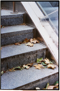 autmn leaves on an outdoors staircase, 35mm film