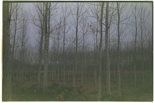 leafless poplars on autumn, 35mm film