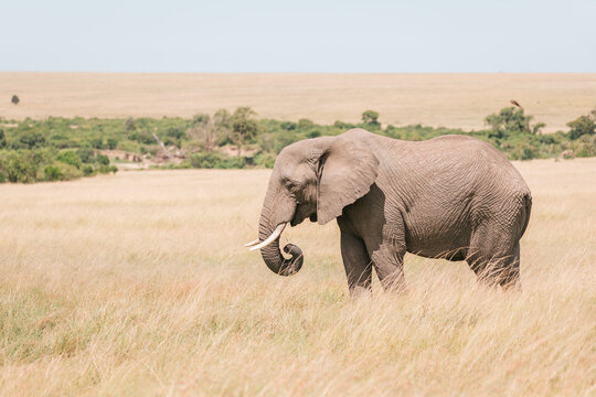 Fototapeta Elephants in the Maasai Mara