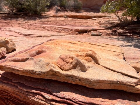 UGC Dinosaur footprint paleontology