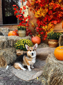 Corgi in Festive Autumn Decor with Pumpkins
