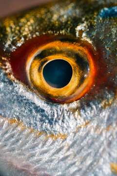 Macro Shot of Fish Eye