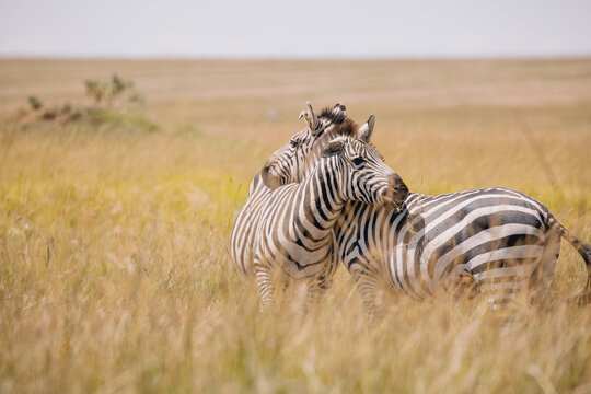 Fototapeta Zebras in the Maasai Mara