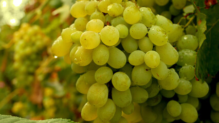 Large clusters of ripe large white grapes with dewdrops on the vineyard vine in the garden. Growing grapes. Grapes as raw materials for juices. Viticulture. Grapes as raw materials for wine.