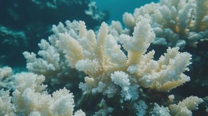 Obraz premium Coral bleaching in tropical waters, a result of rising ocean temperatures and global warming.