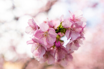Fototapeta premium 河津桜 静岡県加茂郡河津町