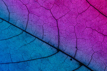 Abstract neon background with violet leaf