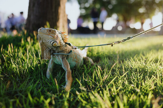 Pet Iguana on Leash Walking in the Grass