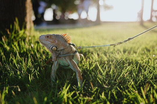 Pet Iguana on Leash Walking in the Grass