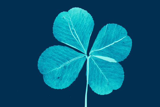 Four leaf clover in ultraviolet light