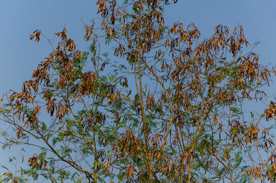 Treetop in the morning